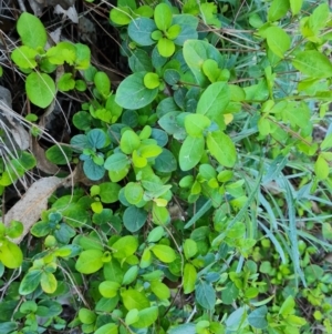 Lonicera japonica at Jerrabomberra, ACT - 4 Sep 2023