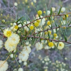 Acacia ulicifolia (Prickly Moses) at Isaacs Ridge and Nearby - 4 Sep 2023 by Mike