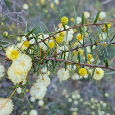 Acacia ulicifolia (Prickly Moses) at Jerrabomberra, ACT - 4 Sep 2023 by Mike