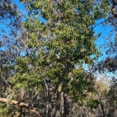 Brachychiton populneus subsp. populneus (Kurrajong) at Isaacs Ridge - 4 Sep 2023 by Mike