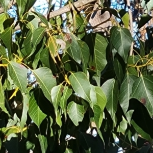 Brachychiton populneus subsp. populneus at Jerrabomberra, ACT - 4 Sep 2023