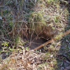 Vombatus ursinus (Common wombat, Bare-nosed Wombat) at Isaacs Ridge - 4 Sep 2023 by Mike