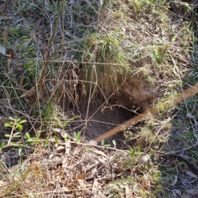 Vombatus ursinus (Bare-nosed Wombat) at Jerrabomberra, ACT - 4 Sep 2023 by Mike