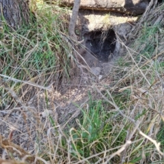 Vombatus ursinus at Jerrabomberra, ACT - 4 Sep 2023