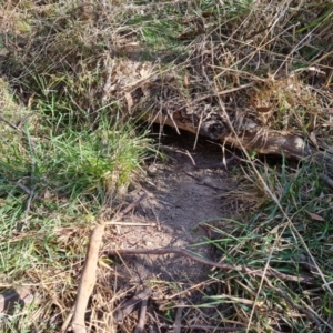 Vombatus ursinus at Jerrabomberra, ACT - 4 Sep 2023