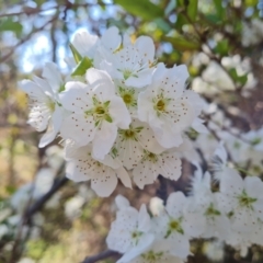 Prunus sp. (A Plum) at Isaacs Ridge and Nearby - 4 Sep 2023 by Mike