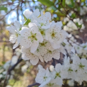Prunus sp. at Jerrabomberra, ACT - 4 Sep 2023
