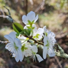 Prunus sp. at Jerrabomberra, ACT - 4 Sep 2023 02:51 PM