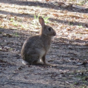 Oryctolagus cuniculus at Paddys River, ACT - 4 Sep 2023