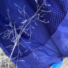 Eragrostis curvula (African Lovegrass) at Mount Majura - 3 Sep 2023 by waltraud