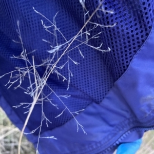 Eragrostis curvula at Hackett, ACT - 3 Sep 2023 05:33 PM