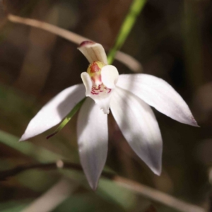 Caladenia fuscata at Acton, ACT - suppressed