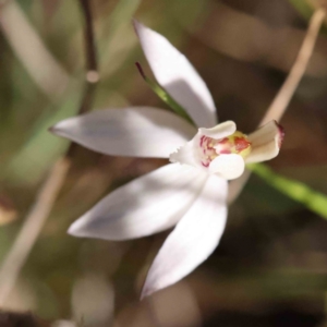 Caladenia fuscata at Acton, ACT - 4 Sep 2023