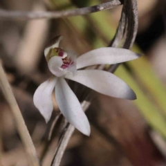 Caladenia fuscata (Dusky Fingers) at Acton, ACT - 4 Sep 2023 by ConBoekel