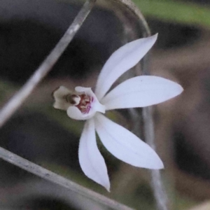 Caladenia fuscata at Acton, ACT - suppressed