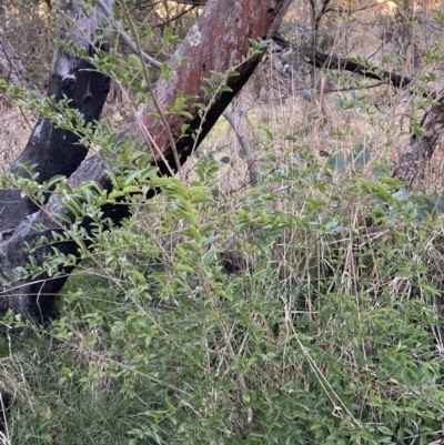 Ligustrum sinense (Narrow-leaf Privet, Chinese Privet) at Mount Majura - 3 Sep 2023 by waltraud