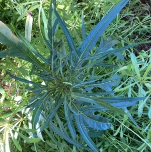 Solanum linearifolium at Watson, ACT - 4 Sep 2023