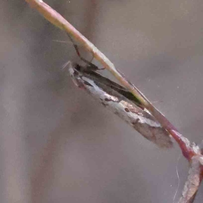 Philobota lysizona (A concealer moth) at Acton, ACT - 4 Sep 2023 by ConBoekel