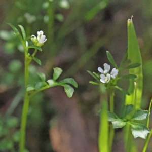 Cardamine hirsuta at Acton, ACT - 4 Sep 2023 12:22 PM