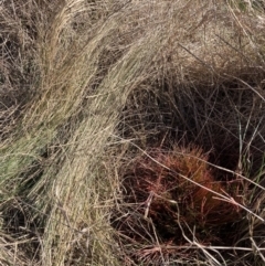 Nassella trichotoma (Serrated Tussock) at Watson, ACT - 4 Sep 2023 by waltraud