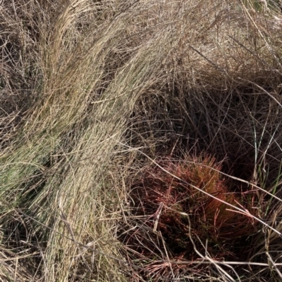 Nassella trichotoma (Serrated Tussock) at Mount Majura - 4 Sep 2023 by waltraud