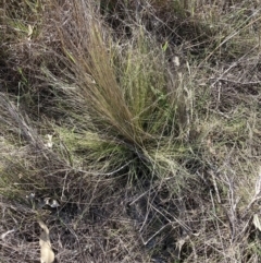 Nassella trichotoma (Serrated Tussock) at Mount Majura - 4 Sep 2023 by waltraud