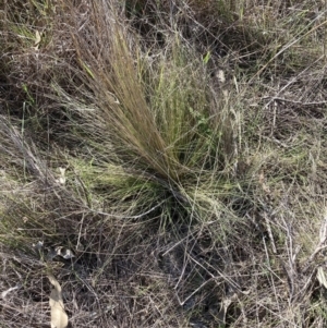 Nassella trichotoma at Watson, ACT - 4 Sep 2023