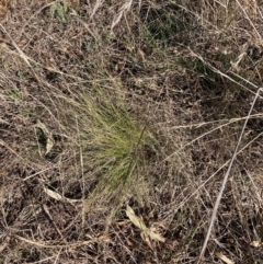 Nassella trichotoma at Watson, ACT - 4 Sep 2023