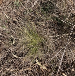 Nassella trichotoma at Watson, ACT - 4 Sep 2023 02:54 PM