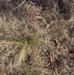 Nassella trichotoma at Watson, ACT - 4 Sep 2023 02:54 PM