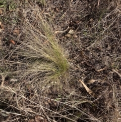 Nassella trichotoma at Watson, ACT - 4 Sep 2023