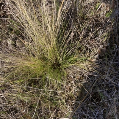 Nassella trichotoma (Serrated Tussock) at Mount Majura - 4 Sep 2023 by waltraud