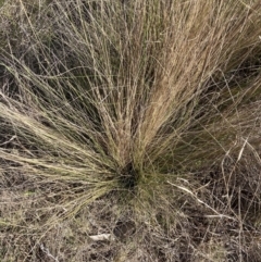 Nassella trichotoma at Watson, ACT - 4 Sep 2023