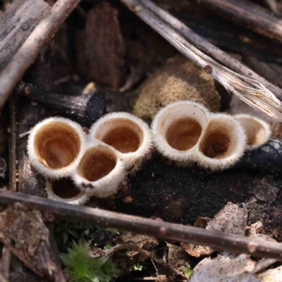 Nidula niveotomentosa (A birds-nest fungus) at O'Connor, ACT - 4 Sep 2023 by ConBoekel