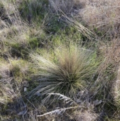 Nassella trichotoma (Serrated Tussock) at Mount Majura - 4 Sep 2023 by waltraud