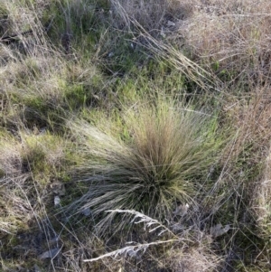 Nassella trichotoma at Watson, ACT - 4 Sep 2023