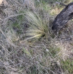 Nassella trichotoma at Watson, ACT - 4 Sep 2023