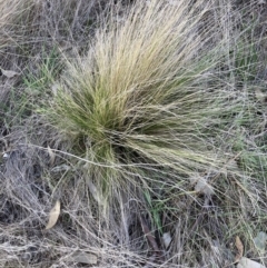 Nassella trichotoma (Serrated Tussock) at The Fair, Watson - 4 Sep 2023 by waltraud