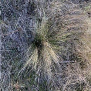 Nassella trichotoma at Watson, ACT - 4 Sep 2023