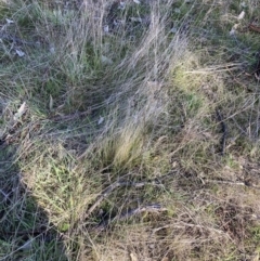 Nassella trichotoma (Serrated Tussock) at Watson, ACT - 4 Sep 2023 by waltraud