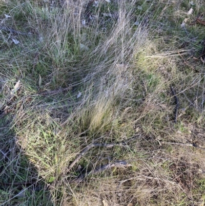 Nassella trichotoma (Serrated Tussock) at Mount Majura - 4 Sep 2023 by waltraud