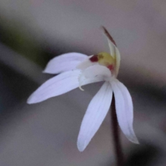 Caladenia fuscata (Dusky Fingers) at Caladenia Forest, O'Connor - 4 Sep 2023 by ConBoekel