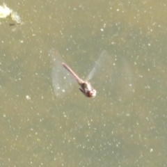 Anisoptera (suborder) (Unidentified dragonfly) at Paddys River, ACT - 4 Sep 2023 by Christine