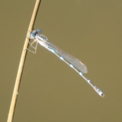 Austrolestes leda (Wandering Ringtail) at Tidbinbilla Nature Reserve - 4 Sep 2023 by Christine