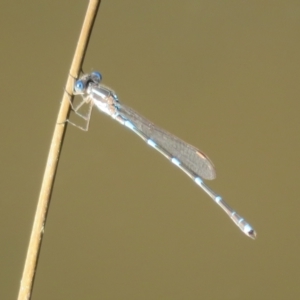 Austrolestes leda at Paddys River, ACT - 4 Sep 2023 03:07 PM