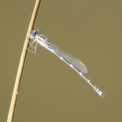 Austrolestes leda (Wandering Ringtail) at Paddys River, ACT - 4 Sep 2023 by Christine