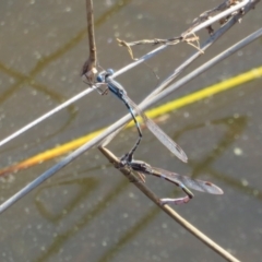 Austrolestes leda at Paddys River, ACT - 4 Sep 2023 03:07 PM