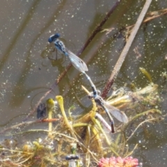 Austrolestes leda at Paddys River, ACT - 4 Sep 2023 03:07 PM