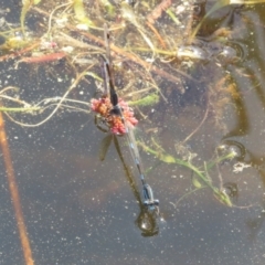 Austrolestes leda at Paddys River, ACT - 4 Sep 2023 03:07 PM