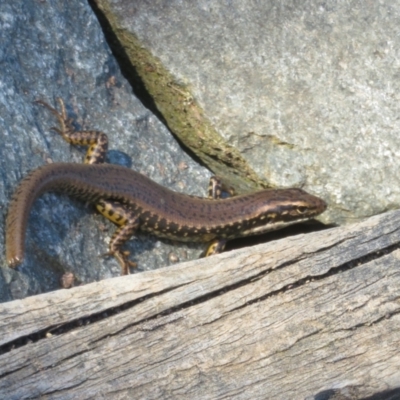 Eulamprus heatwolei (Yellow-bellied Water Skink) at Paddys River, ACT - 4 Sep 2023 by Christine